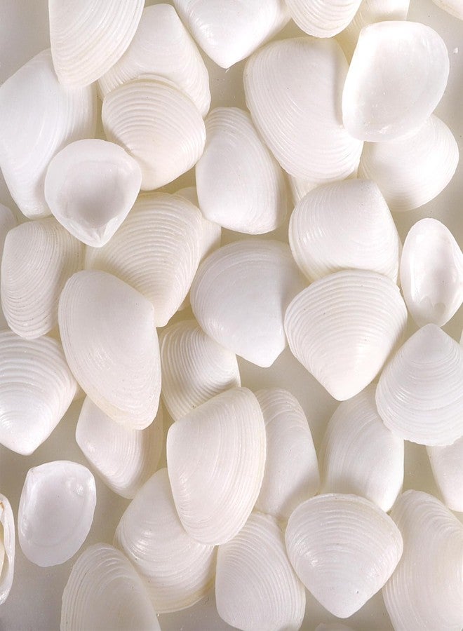 PPCLION 600 Pcs Natural Tiny Small Sea Shells White Clam Shells for DIY Craft, Jewelry Making, Home Decor, Vase Fillers - Image 3